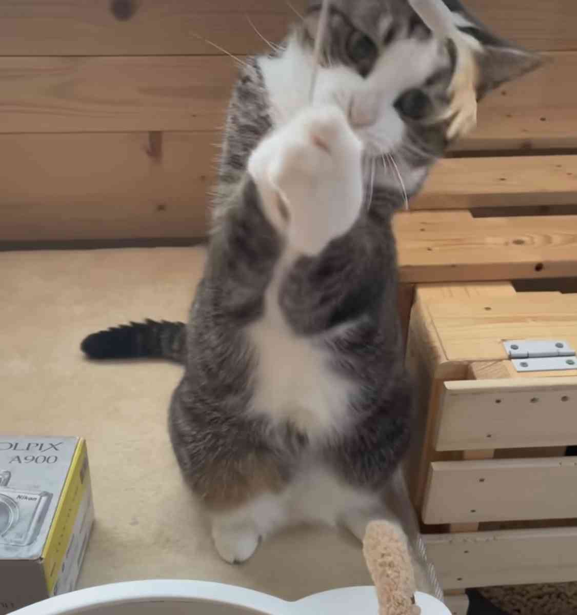 【画像好きな人集まれ！】皆が希望するお題に沿った画像をひたすら貼るトピ