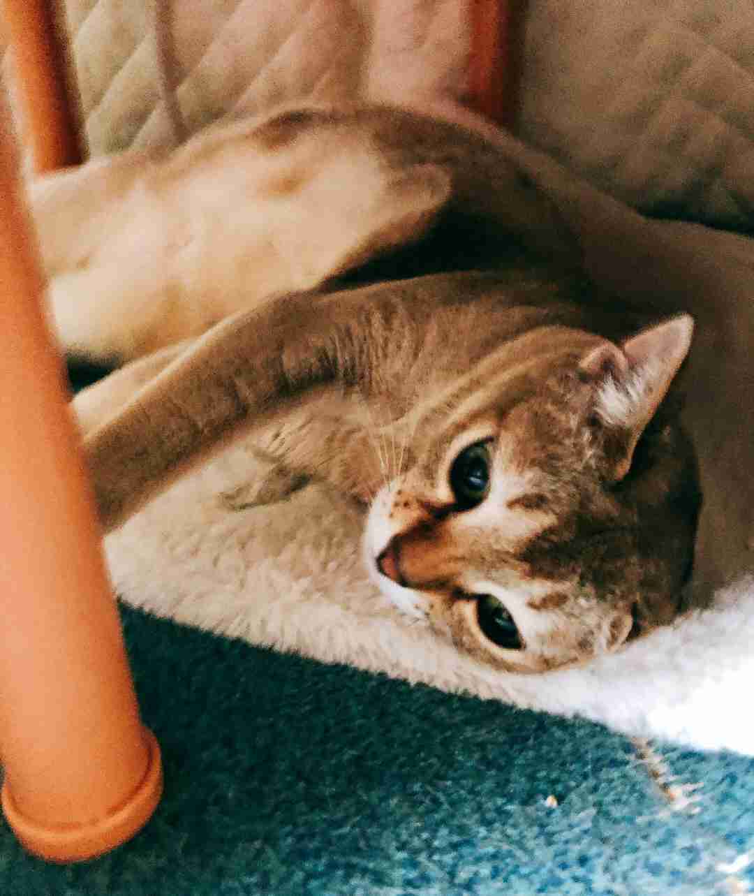 【画像好きな人集まれ！】皆が希望するお題に沿った画像をひたすら貼るトピ