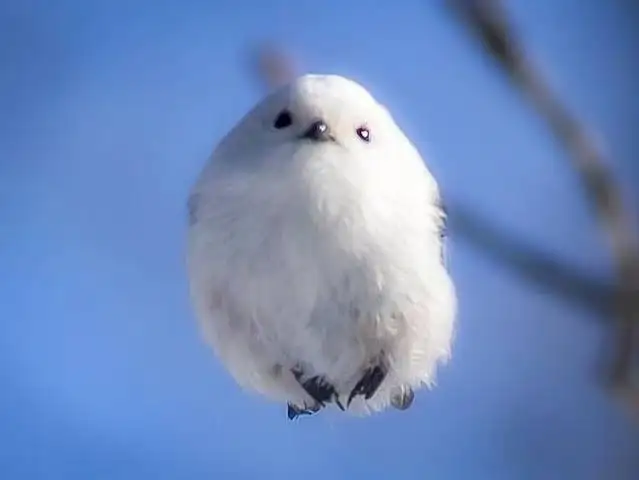 【画像好きな人集まれ！】皆が希望するお題に沿った画像をひたすら貼るトピ