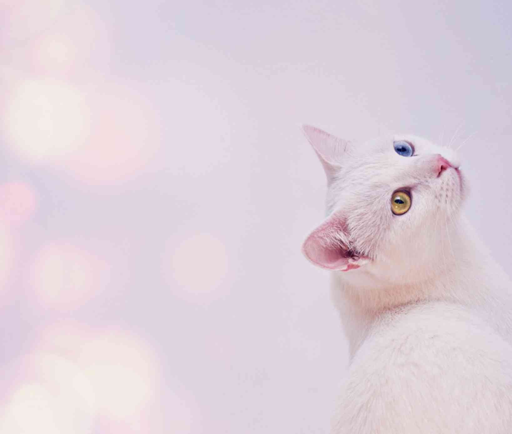 【画像好きな人集まれ！】皆が希望するお題に沿った画像をひたすら貼るトピ