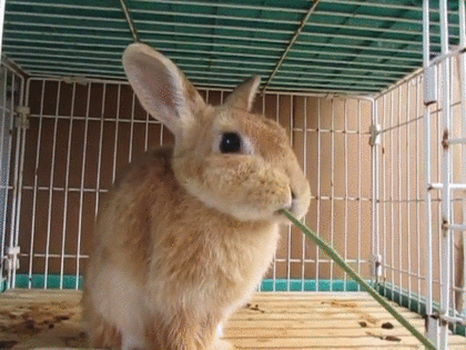 【画像好きな人集まれ！】皆が希望するお題に沿った画像をひたすら貼るトピ