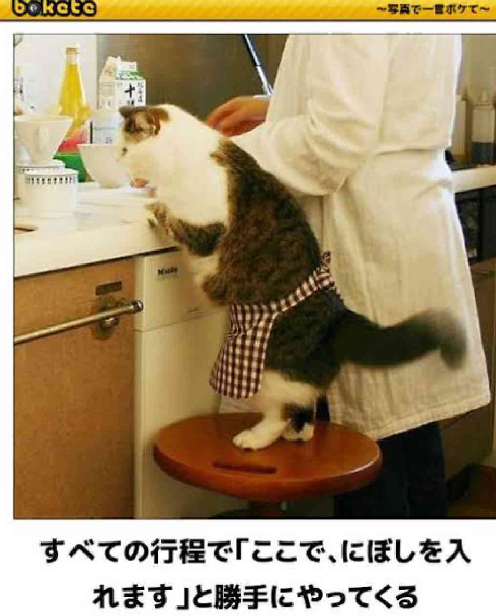 【画像好きな人集まれ！】皆が希望するお題に沿った画像をひたすら貼るトピ