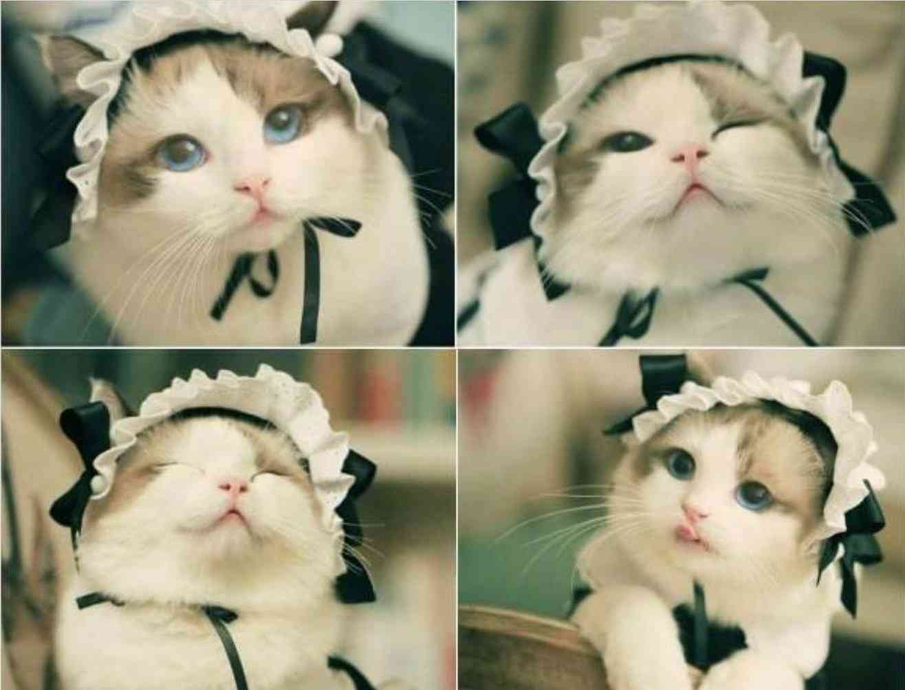 【画像好きな人集まれ！】皆が希望するお題に沿った画像をひたすら貼るトピ
