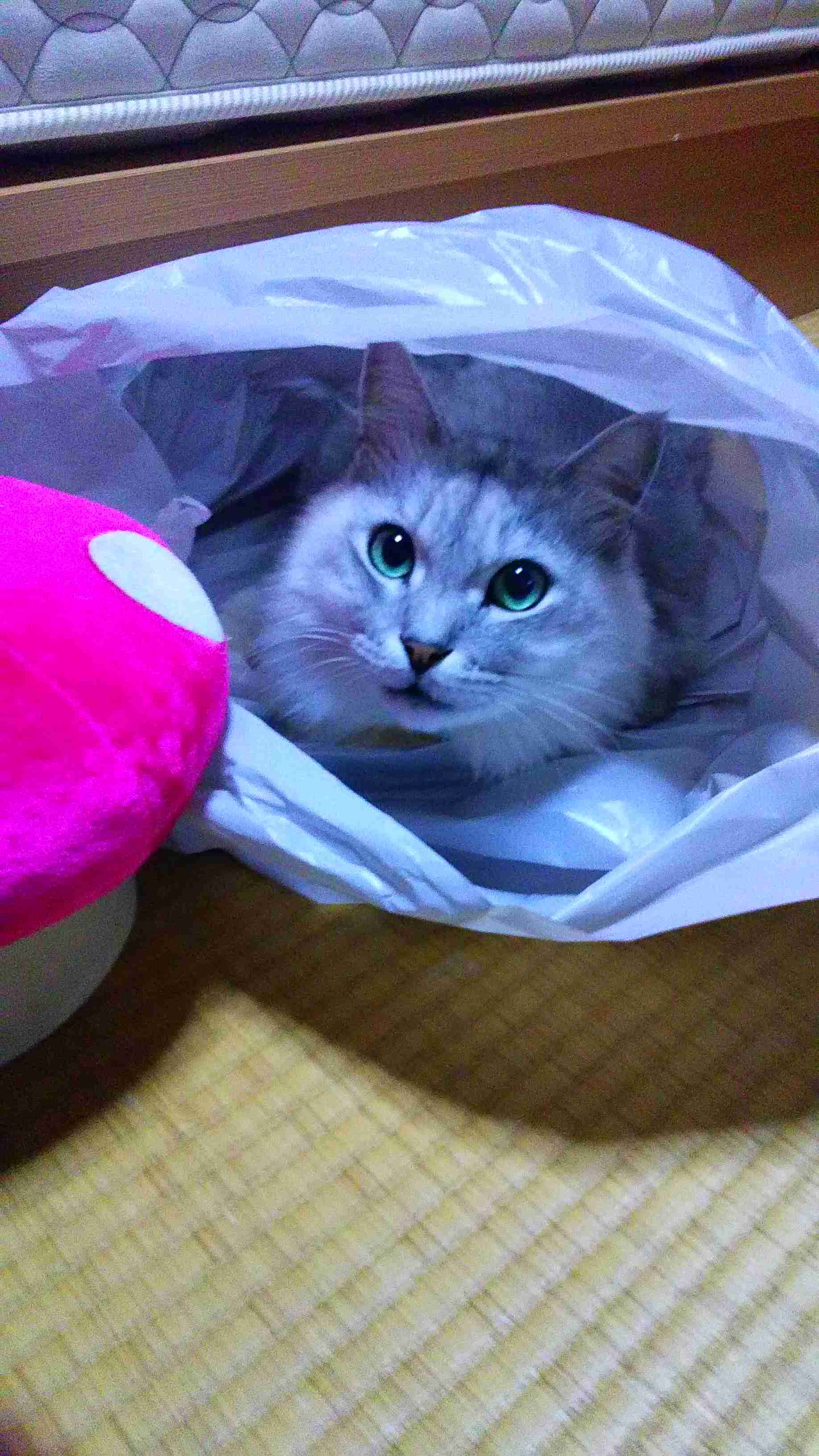【画像好きな人集まれ！】皆が希望するお題に沿った画像をひたすら貼るトピ
