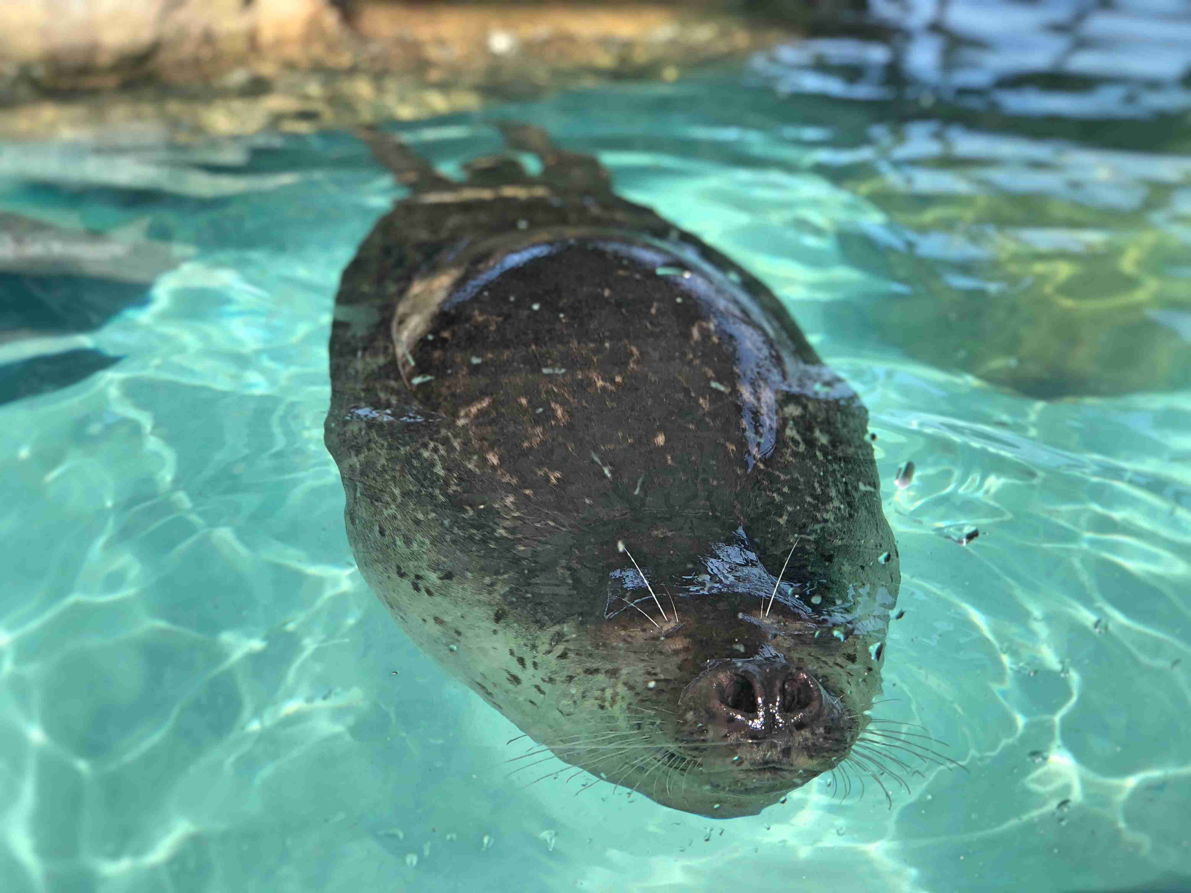 動物園や水族館で撮った写真見せてください!