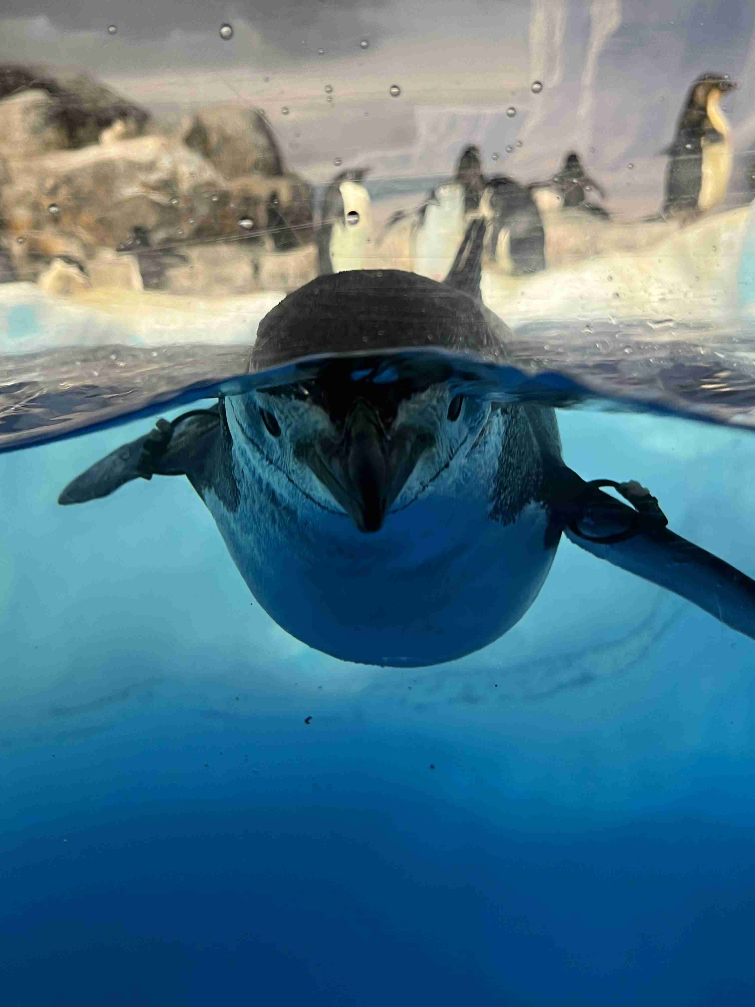動物園や水族館で撮った写真見せてください!