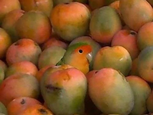 生中継に乱入のインコ、記者のイヤホン盗む　泥棒増加のニュース報道中