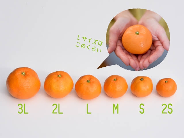 みかんが好き🍊