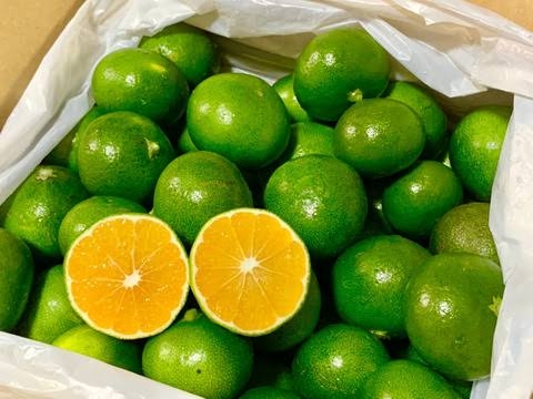 みかんが好き🍊