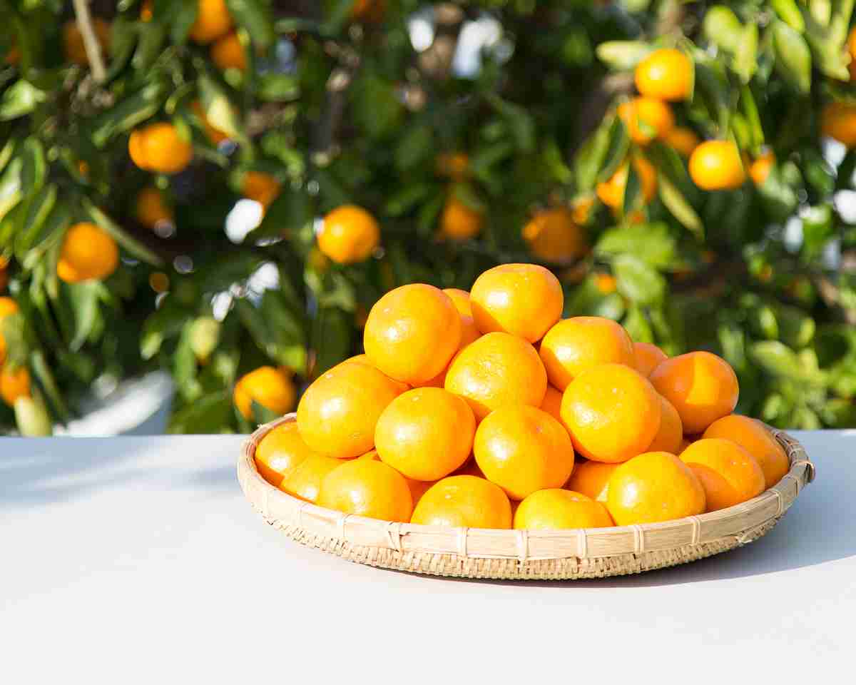 みかんが好き🍊