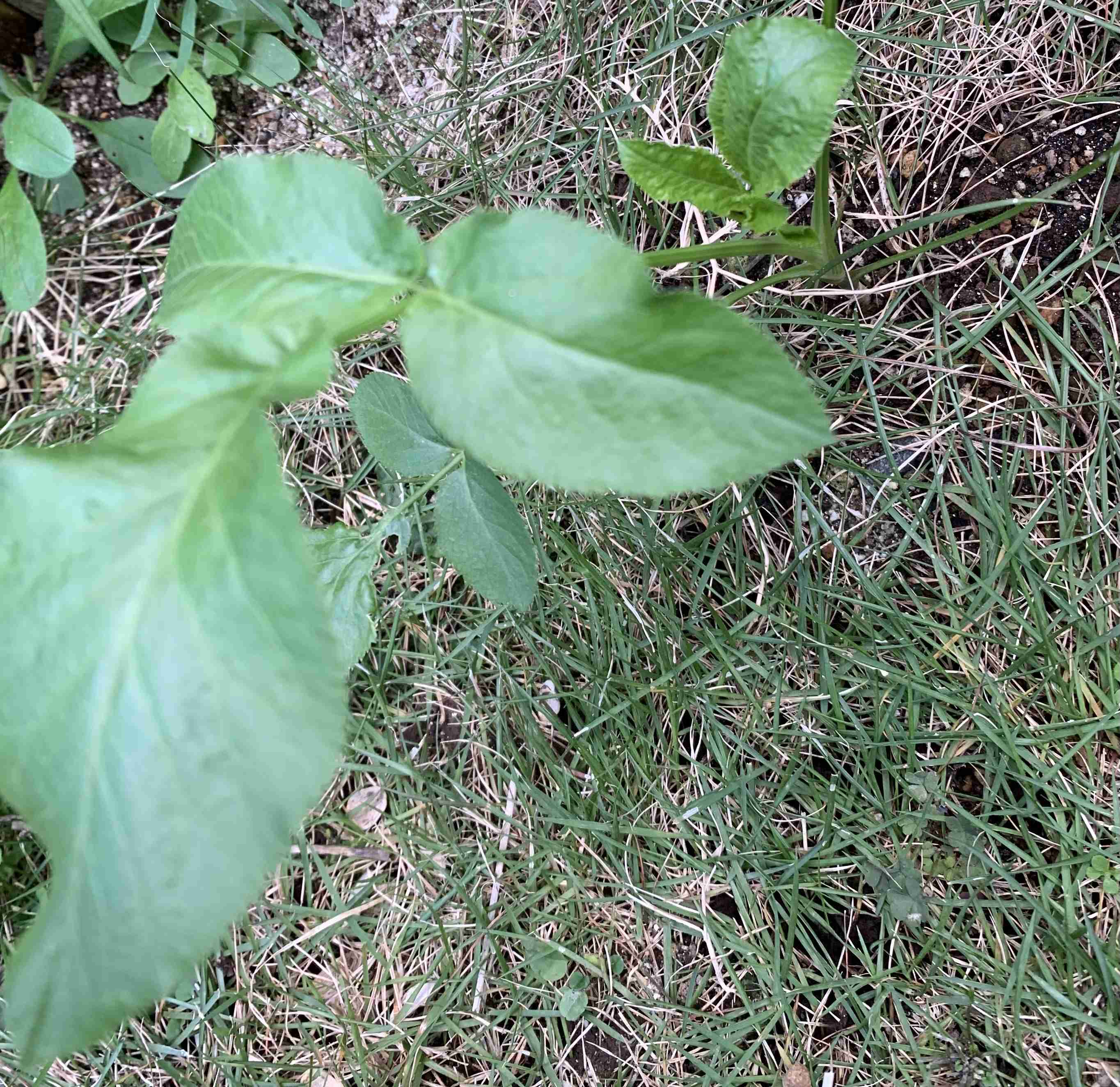 ガーデニング好きな人お話しましょう!