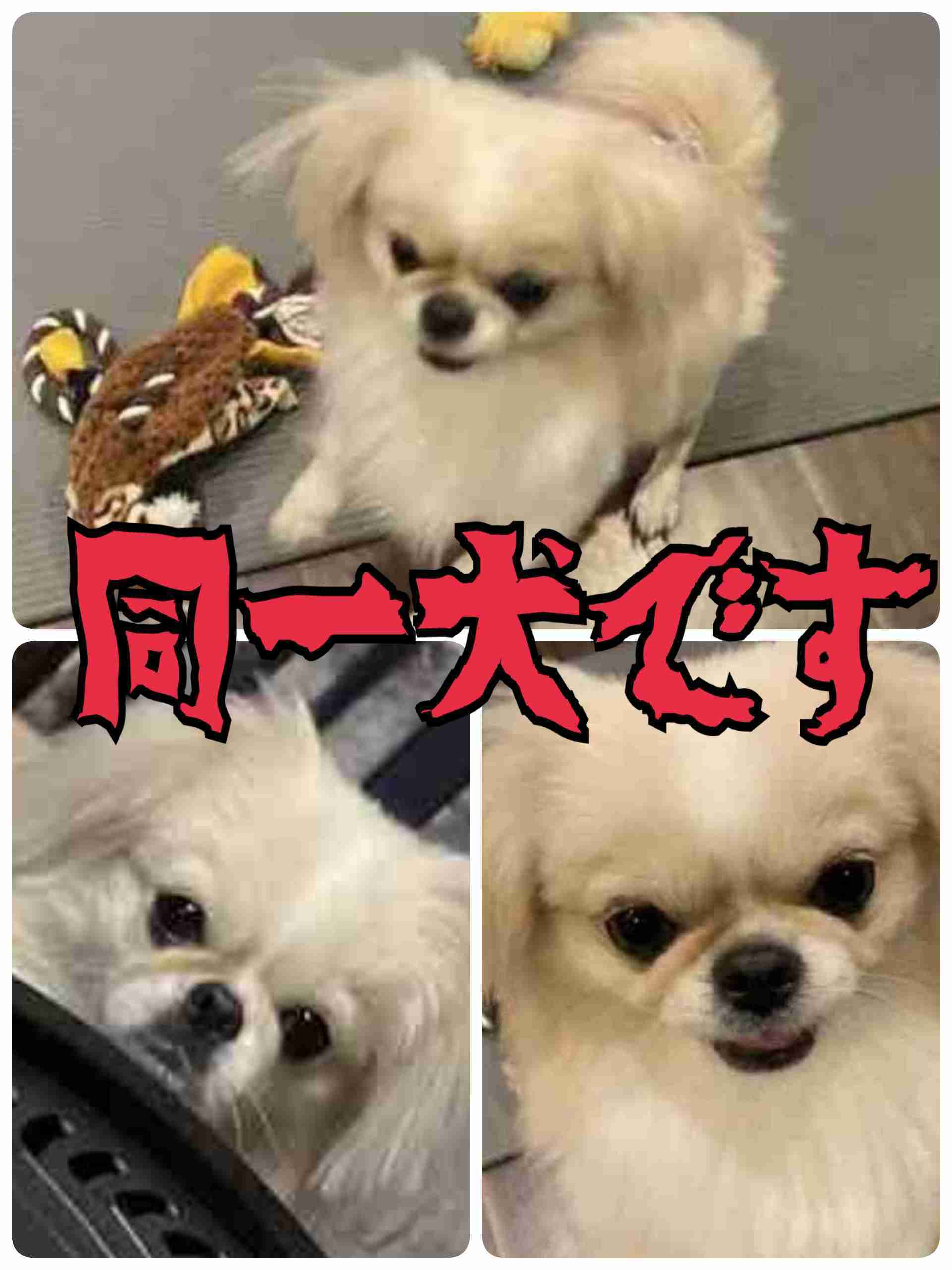 ざわちん、イケメン夫を顔出し！ゲームで知り合ったeスポーツ上級者…2年前クリスマスイブに結婚