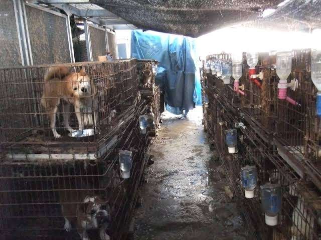 冷凍庫から多数の犬の死がい 犬5匹虐待か ドッグサロン経営の女逮捕
