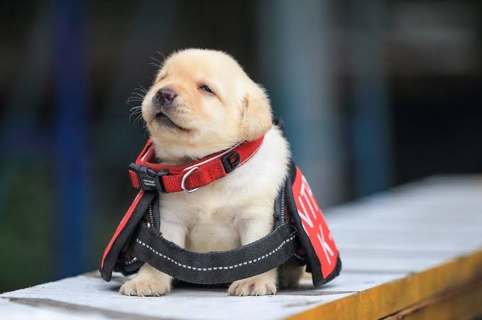 人見知りやコミュ障は犬を飼わない方がいい?