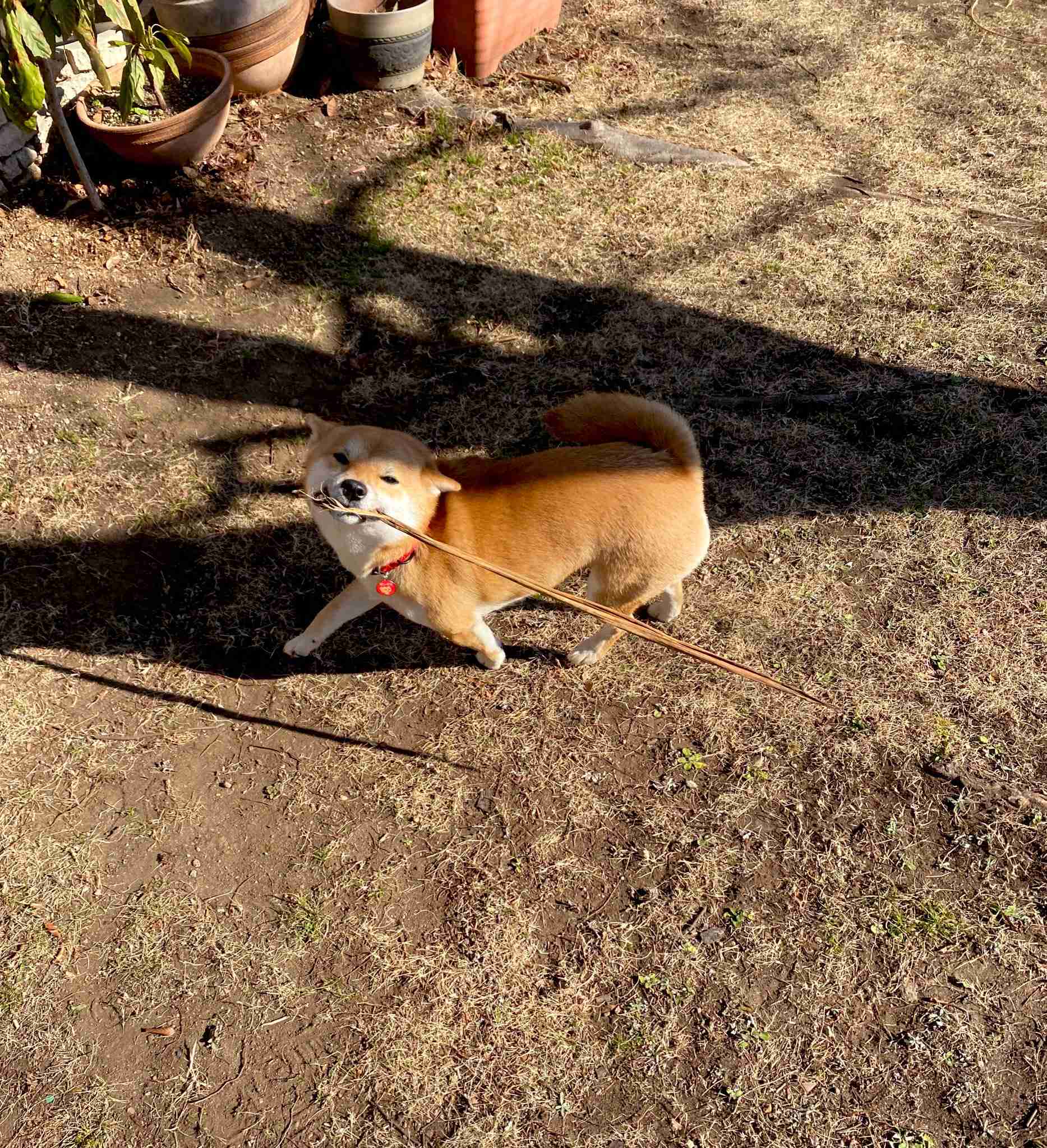 人見知りやコミュ障は犬を飼わない方がいい?