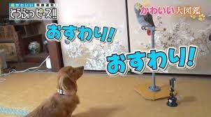 違う種類のペットを飼っている方