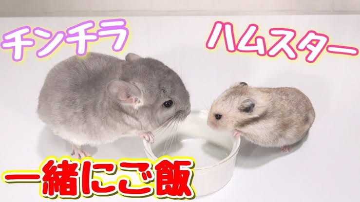 違う種類のペットを飼っている方