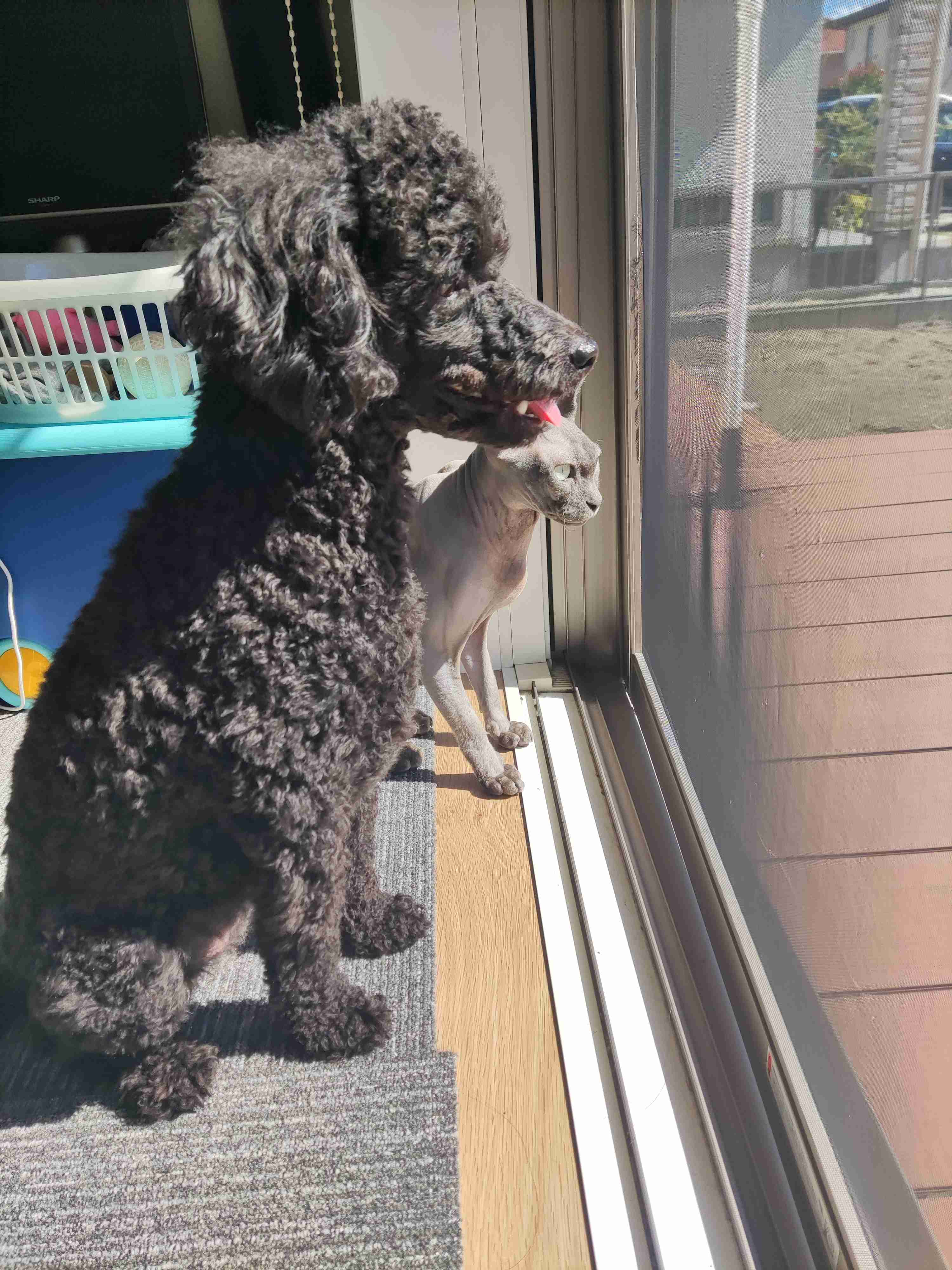 違う種類のペットを飼っている方