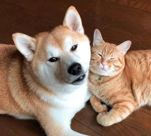 違う種類のペットを飼っている方