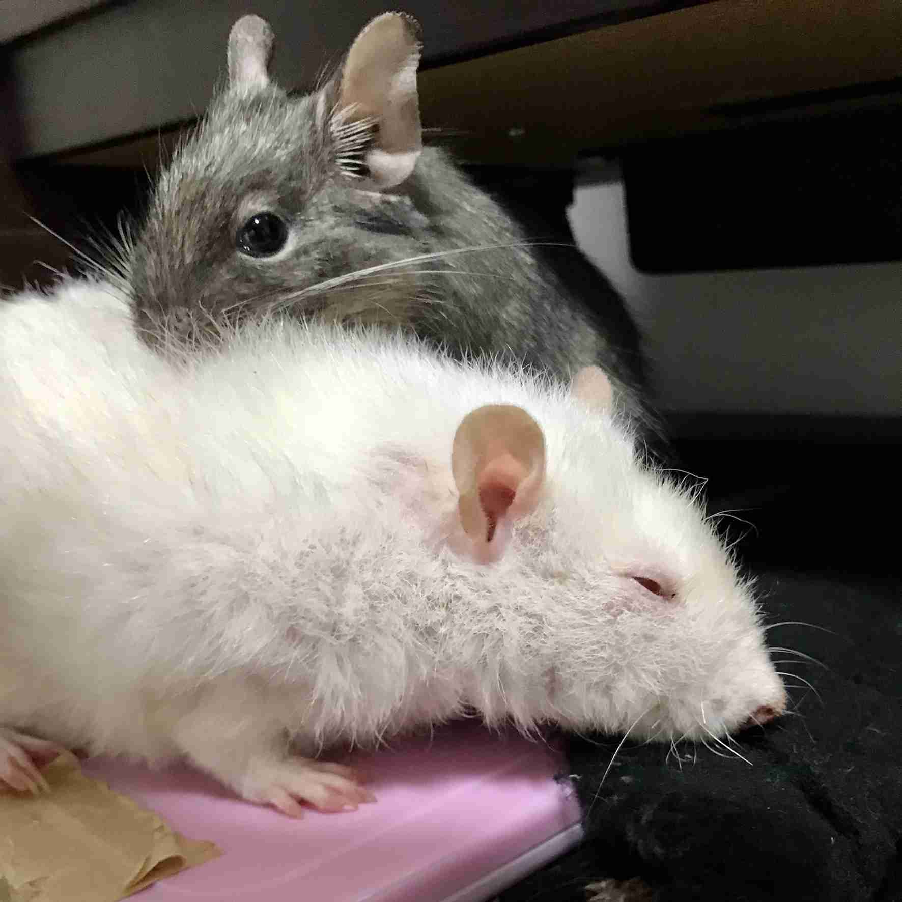 違う種類のペットを飼っている方