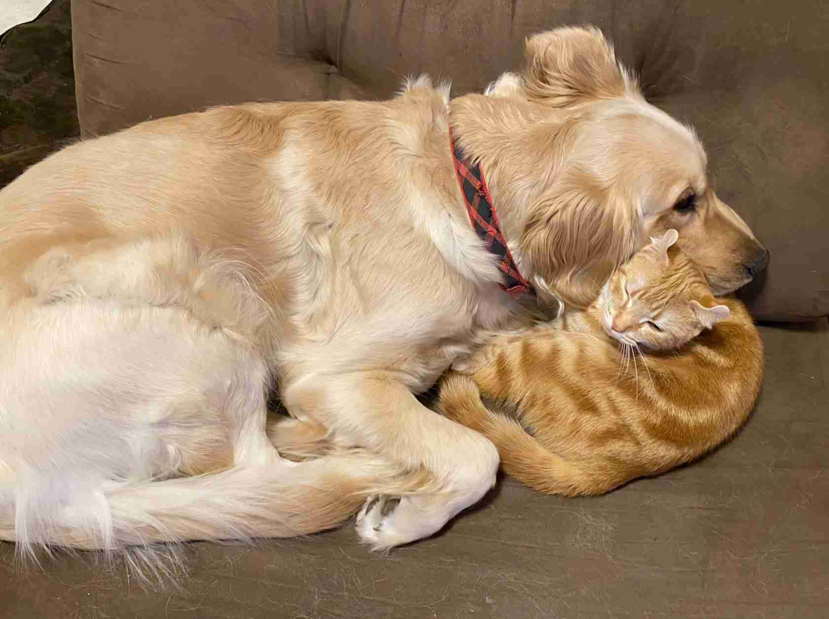 「もう飼う余裕がない」イギリス 物価高騰でペット手放す人が急増