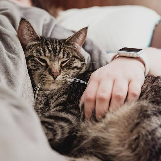 「もう飼う余裕がない」イギリス 物価高騰でペット手放す人が急増