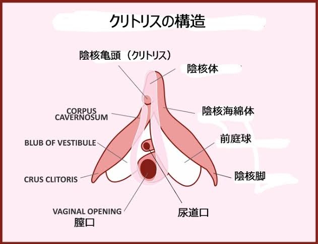 【アダルト版】豆知識!part2