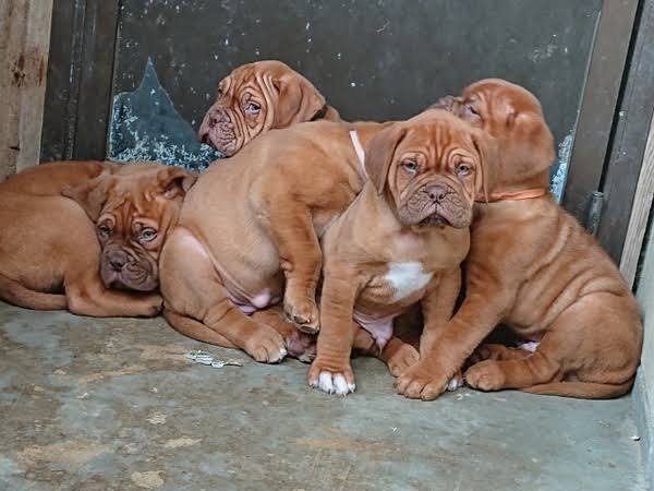 体長150センチの大型犬が逃走か　30人態勢で捜索も見つからず　「見付けても近づかず、警察へ通報を」　千葉・四街道市