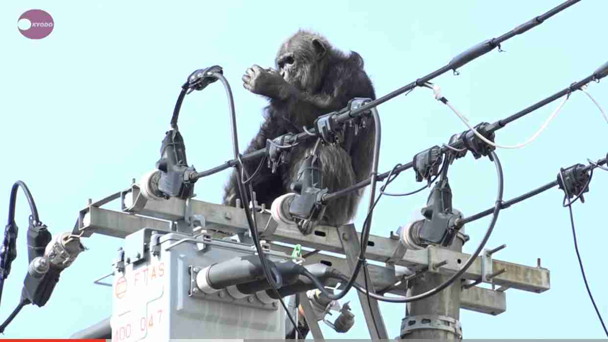 体長150センチの大型犬が逃走か　30人態勢で捜索も見つからず　「見付けても近づかず、警察へ通報を」　千葉・四街道市