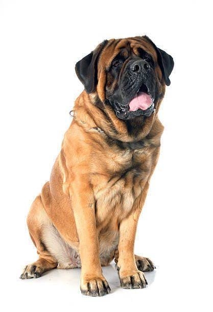 体長150センチの大型犬が逃走か　30人態勢で捜索も見つからず　「見付けても近づかず、警察へ通報を」　千葉・四街道市