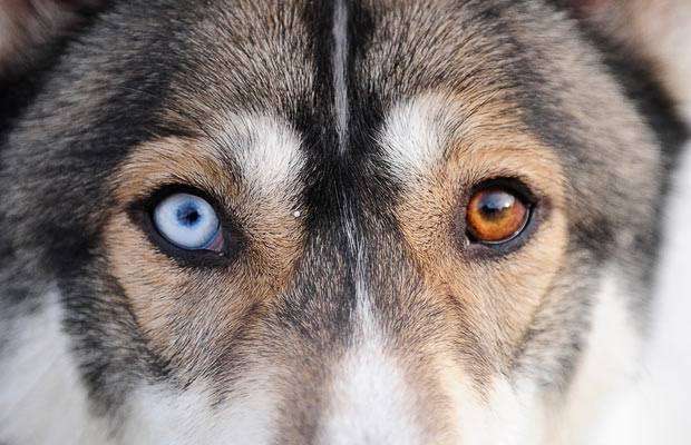 体長150センチの大型犬が逃走か　30人態勢で捜索も見つからず　「見付けても近づかず、警察へ通報を」　千葉・四街道市