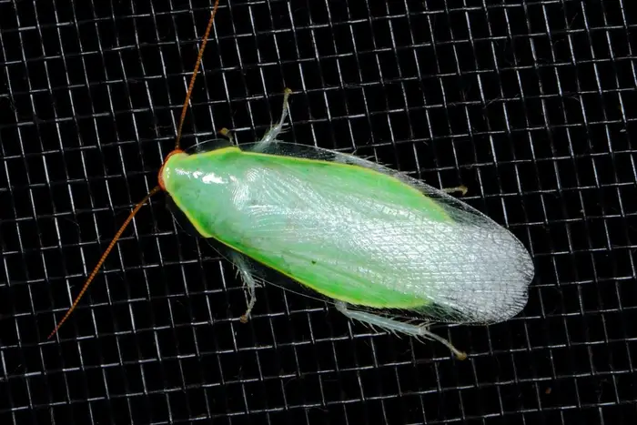 【ネタトピ】動物に質問するとその動物がアンカーを付けて答えてくれるかもしれないトピ