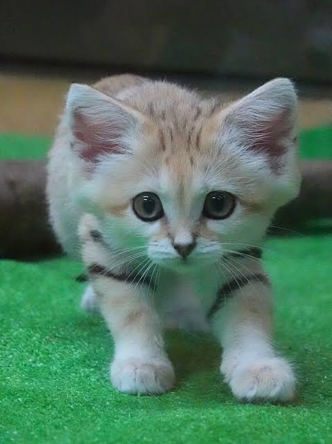 【ネタトピ】動物に質問するとその動物がアンカーを付けて答えてくれるかもしれないトピ
