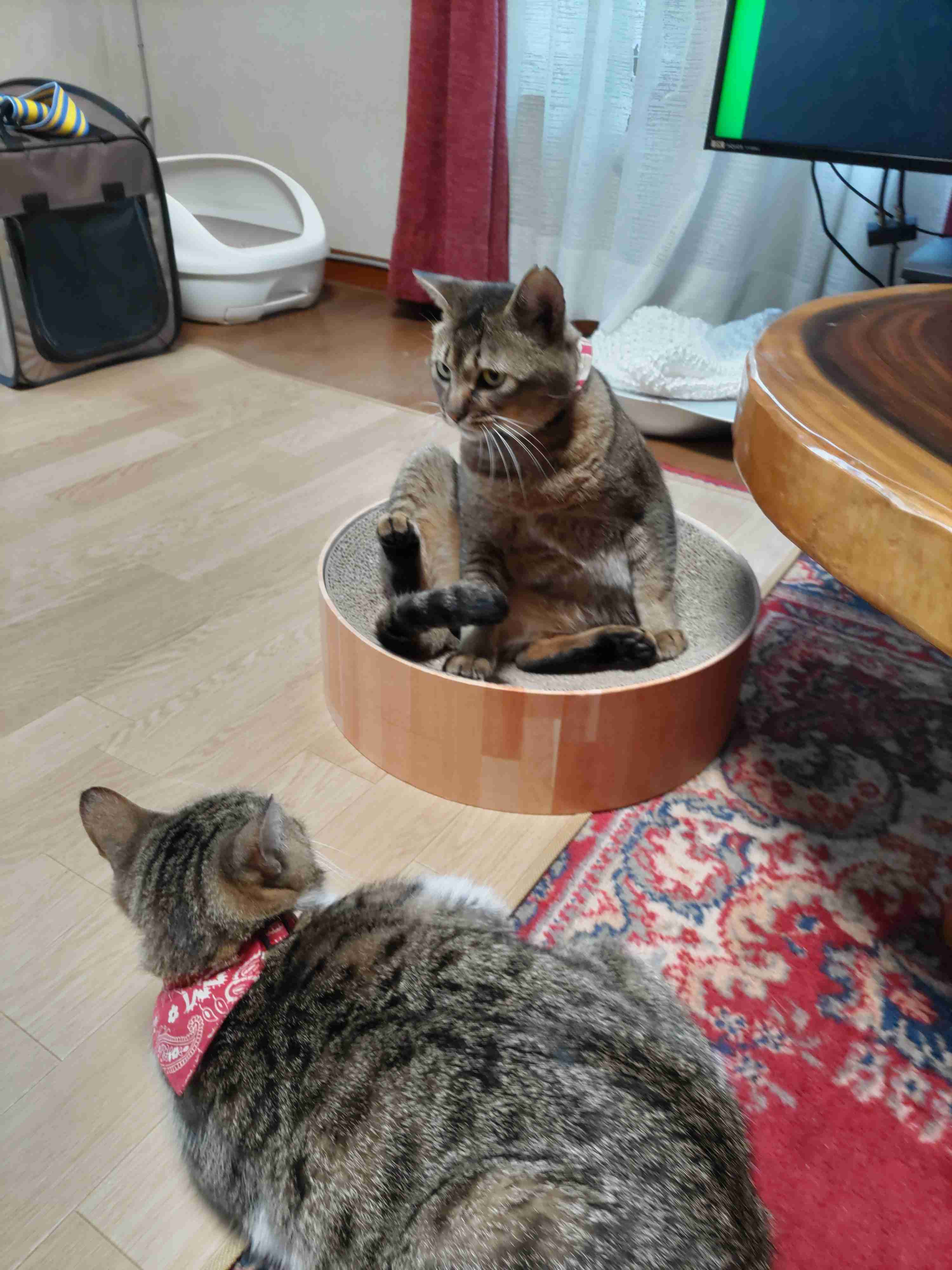 【ネタトピ】動物に質問するとその動物がアンカーを付けて答えてくれるかもしれないトピ