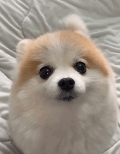 「シッポを振る犬は喜んでいる」には根拠がない…科学的エビデンスにもとづく犬の正しい接し方