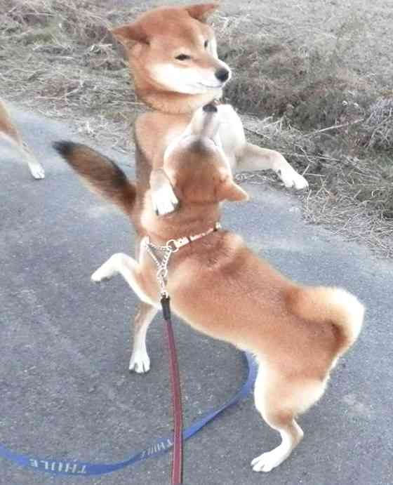 「シッポを振る犬は喜んでいる」には根拠がない…科学的エビデンスにもとづく犬の正しい接し方