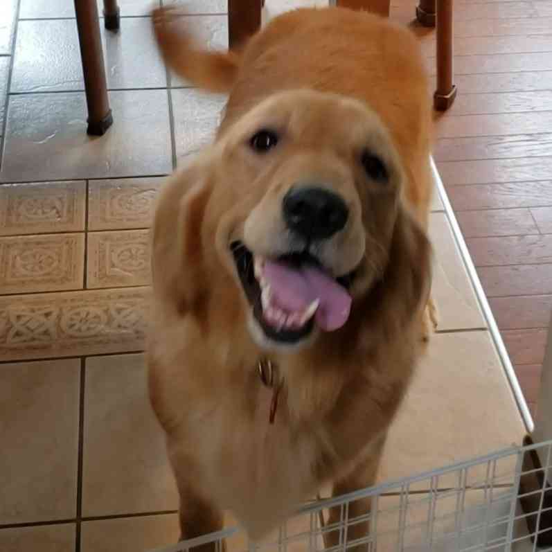 「シッポを振る犬は喜んでいる」には根拠がない…科学的エビデンスにもとづく犬の正しい接し方