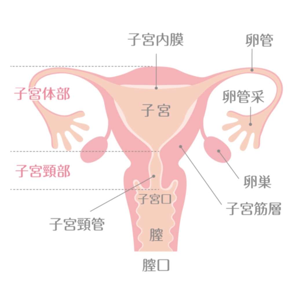 早発閉経について