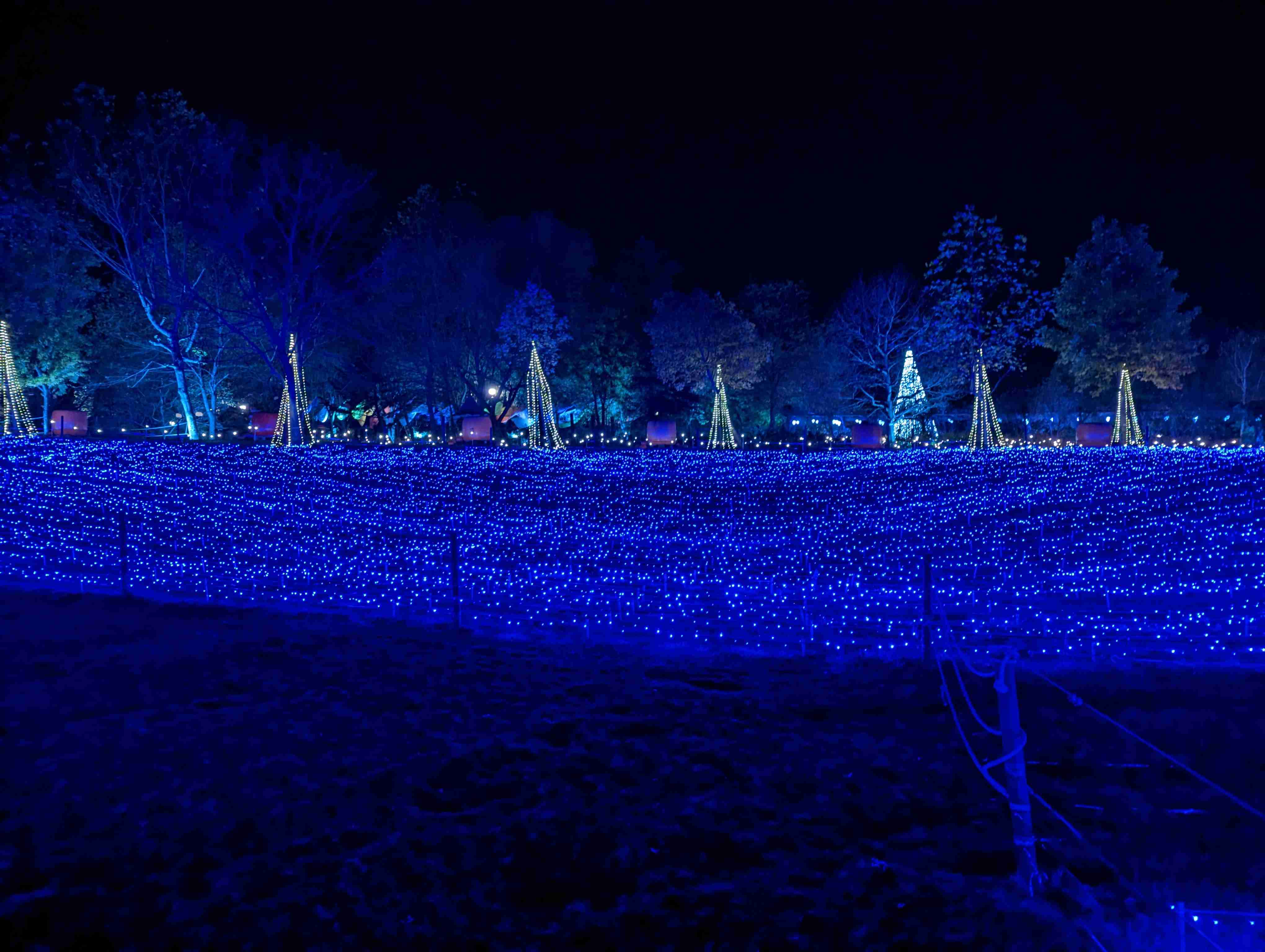 冬を彩る光！　夜景評論家がオススメする「イルミネーション5選」