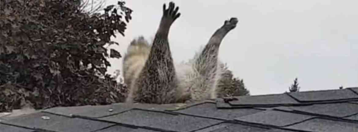 都心に“危険”アライグマ出没　実は凶暴 秋の味覚に被害...相次ぐ目撃情報