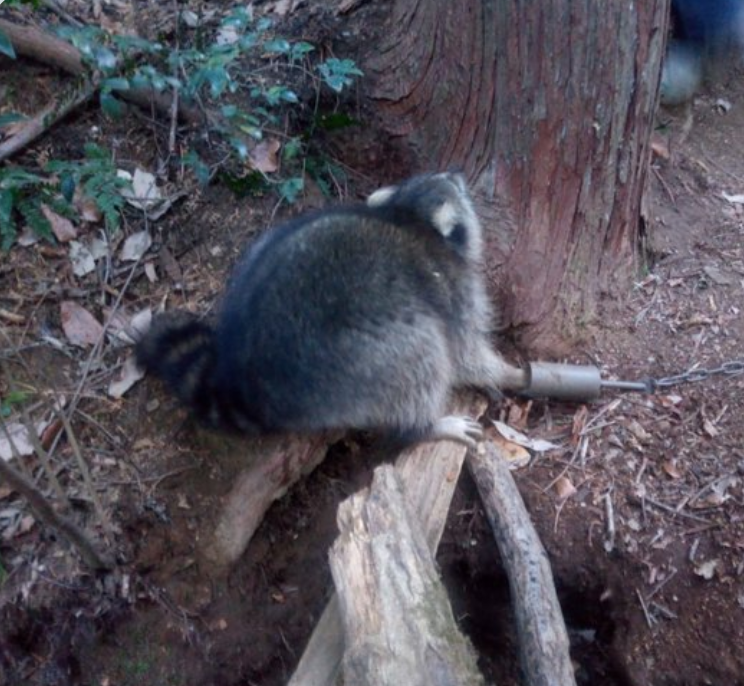 都心に“危険”アライグマ出没　実は凶暴 秋の味覚に被害...相次ぐ目撃情報