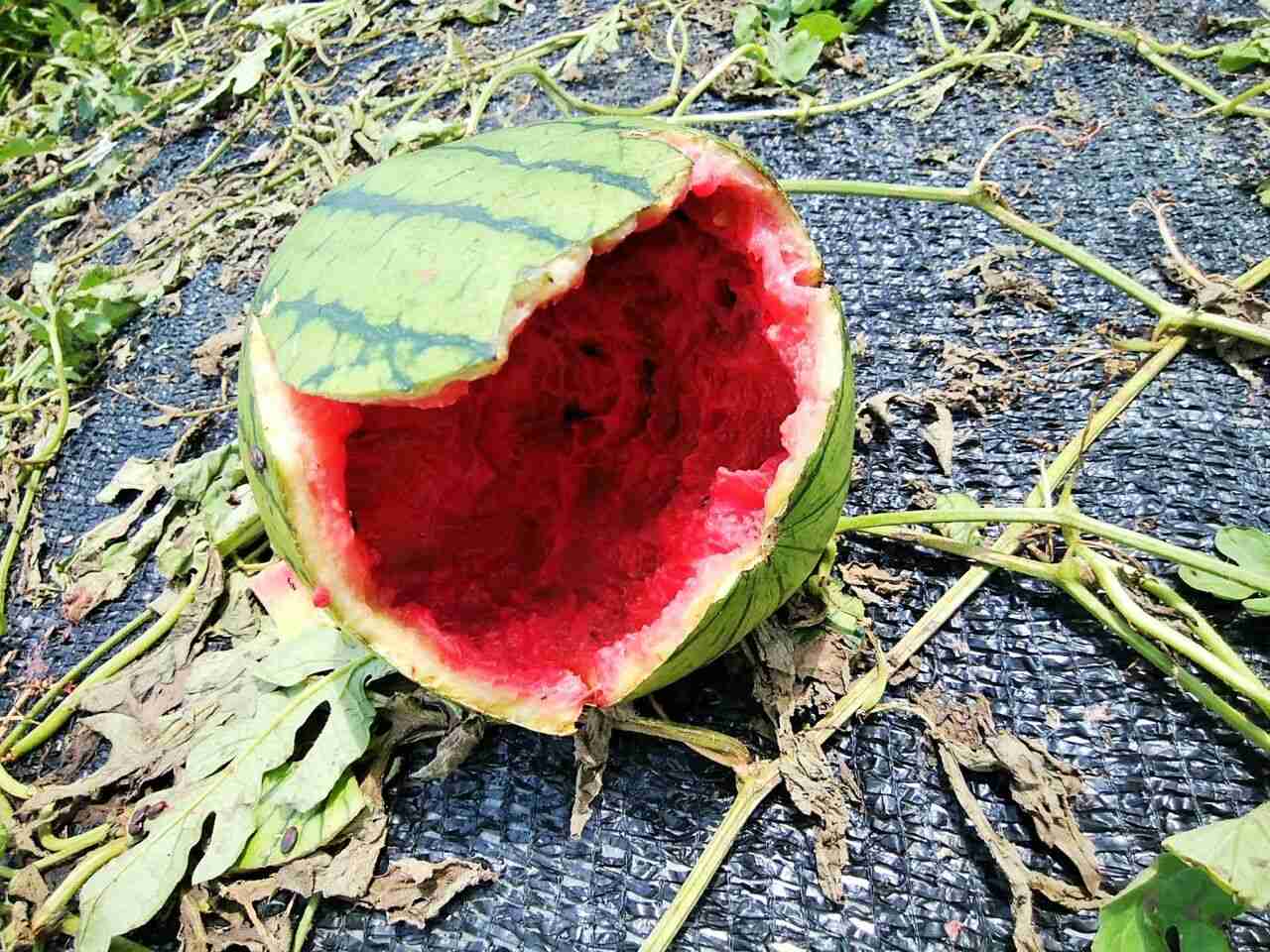 都心に“危険”アライグマ出没　実は凶暴 秋の味覚に被害...相次ぐ目撃情報