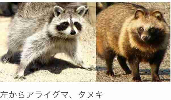 都心に“危険”アライグマ出没　実は凶暴 秋の味覚に被害...相次ぐ目撃情報