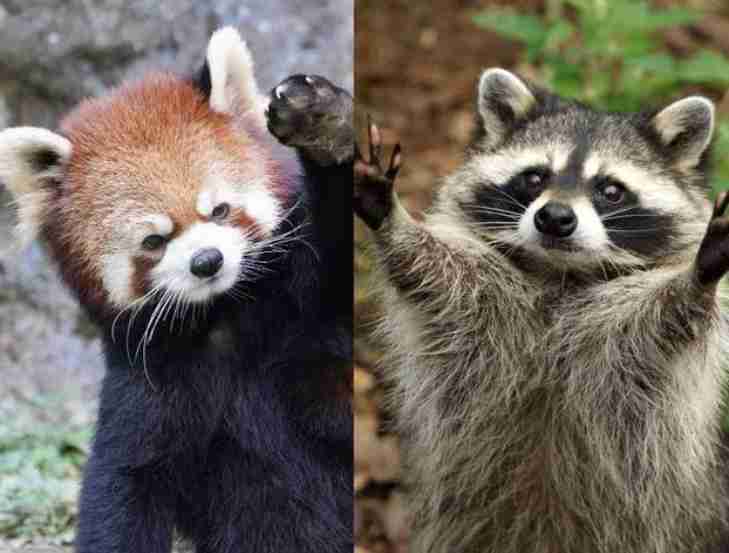 都心に“危険”アライグマ出没　実は凶暴 秋の味覚に被害...相次ぐ目撃情報