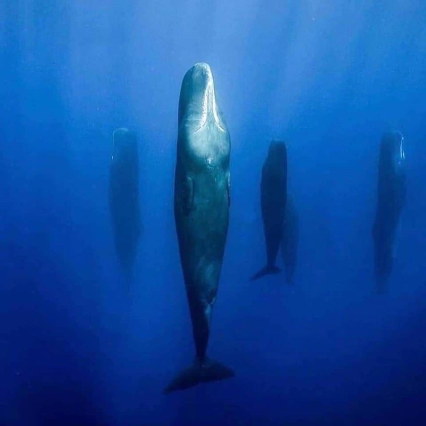 【閲覧注意】海や湖が怖くなる画像くださいPart3