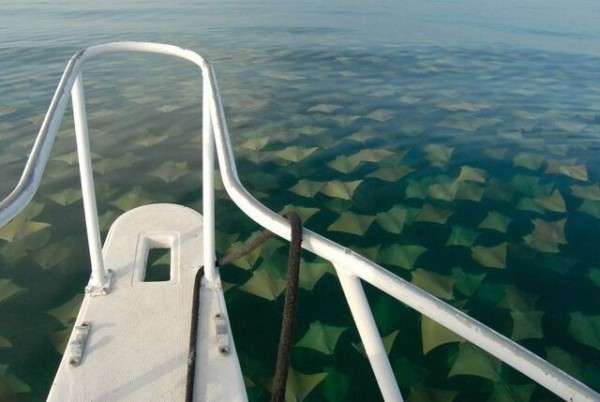 【閲覧注意】海や湖が怖くなる画像くださいPart3