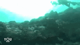 【閲覧注意】海や湖が怖くなる画像くださいPart3