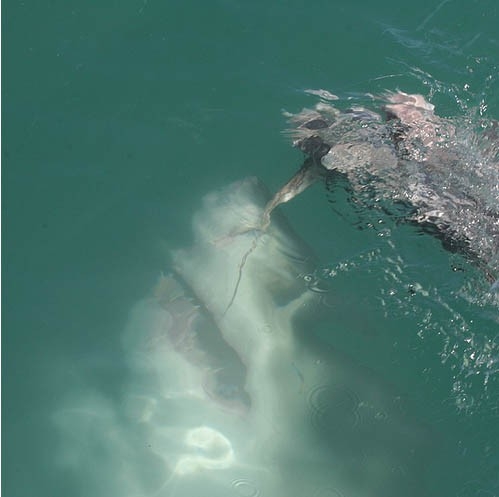 【閲覧注意】海や湖が怖くなる画像くださいPart3