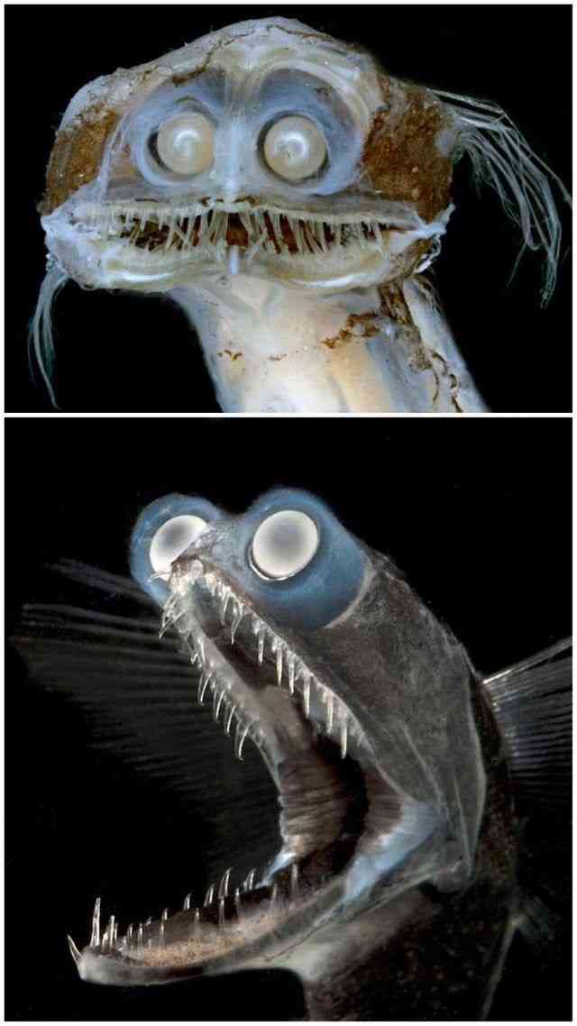 【閲覧注意】海や湖が怖くなる画像くださいPart3