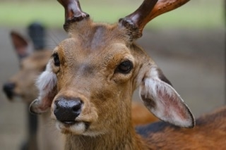 友人からの写真、背景を見てゾッとした…　奈良県の日常が「どう見ても合成」と話題